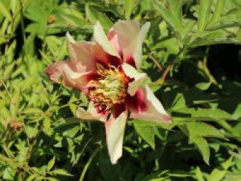 Halbstrauchige Pfingstrose &#8218;Pastel Splendor&#8216;, Paeonia Itoh-Hybride &#8218;Pastel Splendor&#8216;, Containerware