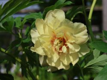 Halbstrauchige Pfingstrose &#8218;Yellow Crown&#8216;, Paeonia Itoh-Hybride &#8218;Yellow Crown&#8216;, Containerware