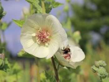 Halbstrauchige Stockrose &#8218;Parkallee&#8216;, Alcalthaea suffrutescens &#8218;Parkallee&#8216;, Topfware