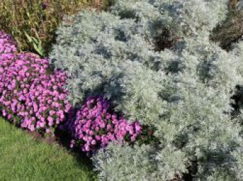 Halbstrauchiger Wermut &#8218;Powis Castle&#8216;, Artemisia arborescens &#8218;Powis Castle&#8216;, Topfware