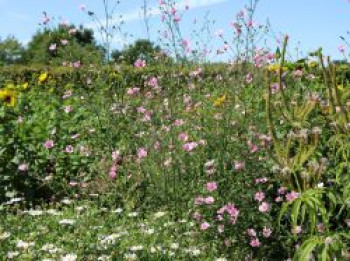 Hanfblättriger Eibisch, Althaea cannabina, Topfware