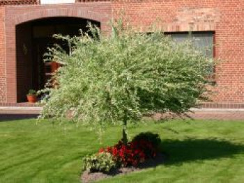 Harlekinweide / Zierweide 'Hakuro Nishiki', 30-40 cm, Salix integra 'Hakuro Nishiki', Containerware