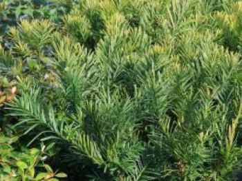 Harringtons Kopfeibe 'Duke Gardens', 30-40 cm, Cephalotaxus harringtonia 'Duke Gardens', Containerware