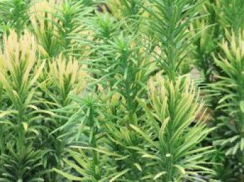 Harringtons Kopfeibe 'Korean Gold', 30-40 cm, Cephalotaxus harringtonii 'Korean Gold', Containerware
