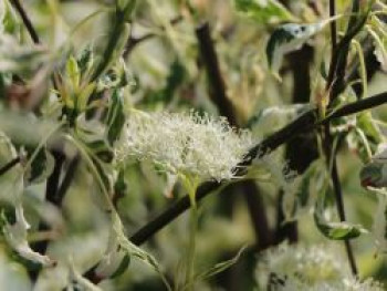 Hartriegel 'Ivory Halo', 40-60 cm, Cornus alba 'Ivory Halo', Containerware