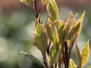 Hartriegel &#8218;Miracle&#8216;, 100-125 cm, Cornus alba &#8218;Miracle&#8216;, Containerware