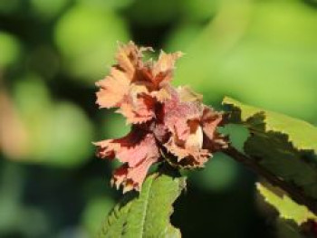 Haselnuss 'Rotblättrige Zellernuss', 100-125 cm, Corylus avellana 'Rotblättrige Zellernuss', Containerware