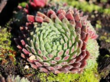 Hauswurz &#8218;Crimson Velvet&#8216;, Sempervivum x cultorum &#8218;Crimson Velvet&#8216;, Topfware