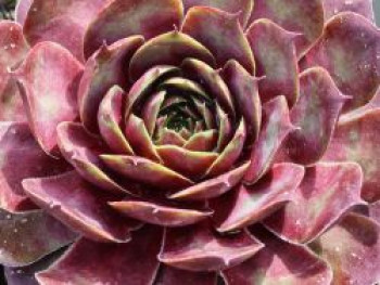 Hauswurz / Dachwurz Big Sam &#8218;Commander Hay&#8216;, Sempervivum tectorum Big Sam &#8218;Commander Hay&#8216;, Topfware