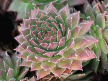 Hauswurz / Dachwurz Big Sam 'Coral Gray', Sempervivum tectorum Big Sam 'Coral Gray', Topfware