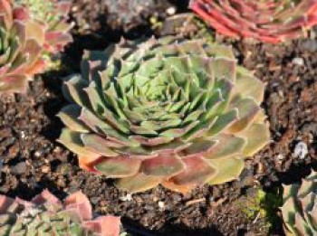 Hauswurz &#8218;Faraon&#8216;, Sempervivum x cultorum &#8218;Faraon&#8216;, Topfware