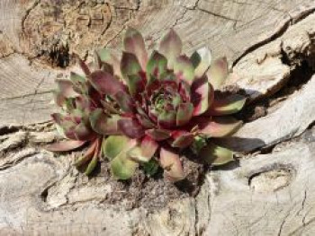 Hauswurz 'Gay Kester', Sempervivum x cultorum 'Gay Kester', Topfware