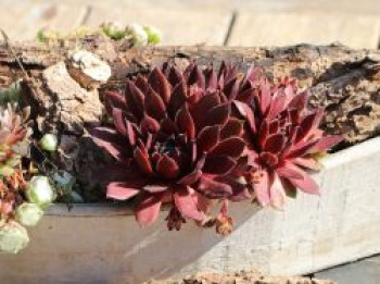 Hauswurz 'Granat', Sempervivum x cultorum 'Granat', Topfware