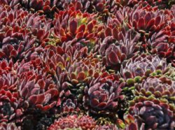 Hauswurz &#8218;Hey Hey&#8216;, Sempervivum x cultorum &#8218;Hey Hey&#8216;, Topfware