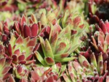 Hauswurz &#8218;Karneol&#8216;, Sempervivum x cultorum &#8218;Karneol&#8216;, Topfware