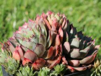 Hauswurz 'Lipari', Sempervivum x cultorum 'Lipari', Topfware
