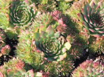 Hauswurz &#8218;Mahagoni&#8216;, Sempervivum x cultorum &#8218;Mahagoni&#8216;, Topfware