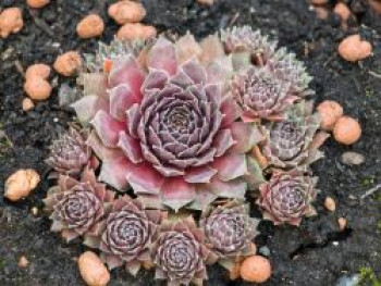 Hauswurz 'Pilatus', Sempervivum marmoreum 'Pilatus', Topfware