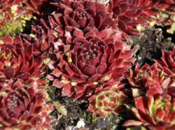 Hauswurz &#8218;Red Papaver&#8216;, Sempervivum x cultorum &#8218;Red Papaver&#8216;, Topfware