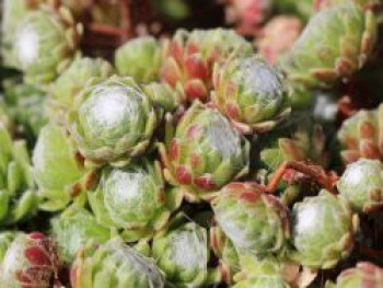 Hauswurz &#8218;Silberkarneol&#8216;, Sempervivum arachnoideum &#8218;Silberkarneol&#8216;, Topfware