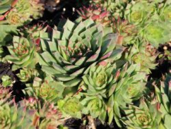 Hauswurz &#8218;Simplonstern&#8216;, Sempervivum x cultorum &#8218;Simplonstern&#8216;, Topfware