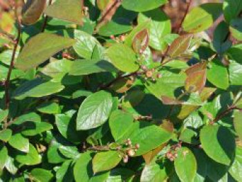 Hecken Strauchmispel, 40-60 cm, Cotoneaster acutifolius, Containerware