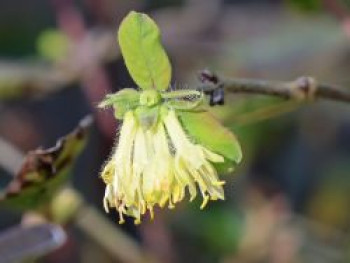 Heckenkirsche 'Atut', 30-40 cm, Lonicera kamtschatica 'Atut', Containerware