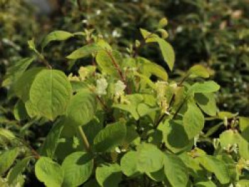 Heckenkirsche &#8218;Clavey&#8217;s Dwarf&#8216;, 30-40 cm, Lonicera xylosteum &#8218;Clavey&#8217;s Dwarf&#8216;, Containerware