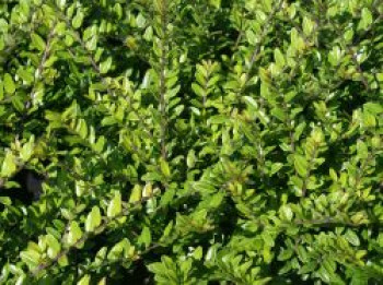 Heckenmyrte &#8218;Elegant&#8216;, 30-40 cm, Lonicera nitida &#8218;Elegant&#8216;, Containerware