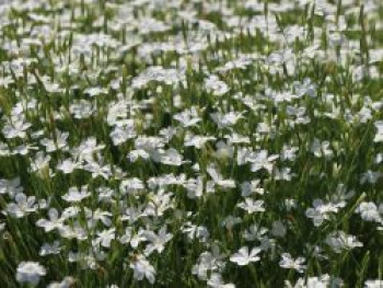 Heide-Nelke 'Albus', Dianthus deltoides 'Albus', Topfware