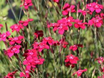 Heide-Nelke 'Brillant', Dianthus deltoides 'Brillant', Containerware