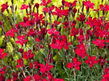 Heide-Nelke &#8218;Leuchtfunk&#8216;, Dianthus deltoides &#8218;Leuchtfunk&#8216;, Topfware