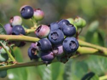 Heidelbeere 'Blueroma' ®, 30-40 cm, Vaccinium corymbosum 'Blueroma' ®, Containerware