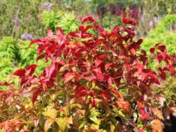 Heiliger Bambus / Himmelsbambus &#8218;Firepower&#8216;, 20-30 cm, Nandina domestica &#8218;Firepower&#8216;, Containerware