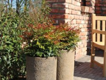 Heiliger Bambus / Himmelsbambus 'Gulf Stream', 15-20 cm, Nandina domestica 'Gulf Stream', Containerware