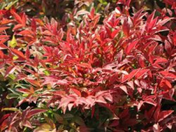 Heiliger Bambus / Himmelsbambus 'Obsessed', 20-30 cm, Nandina domestica 'Obsessed', Containerware