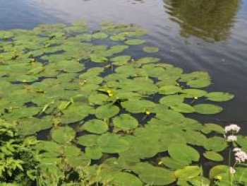 Heimische Große Teichrose, Nuphar lutea, Topfware