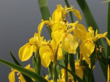 Heimische Sumpf-Schwertlilie, Iris pseudacorus, Topfware