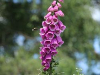 Heimischer Fingerhut, Digitalis purpurea, Topfware