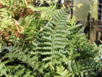 Heimischer Goldschuppenfarn, Dryopteris affinis, Topfware