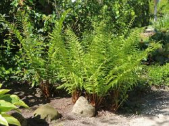 Heimischer Wurmfarn, Dryopteris filix-mas, Topfware