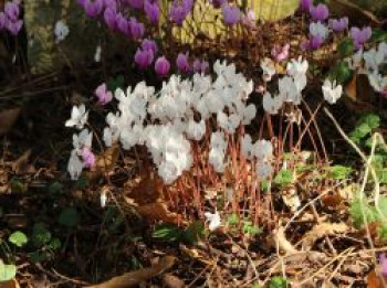 Herbst Alpenveilchen &#8218;Album&#8216;, Cyclamen hederifolium &#8218;Album&#8216;, Topfware