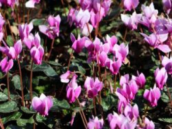 Herbst Alpenveilchen &#8218;Amaze Me Pink&#8216;, Cyclamen hederifolium &#8218;Amaze Me Pink&#8216;, Topfware