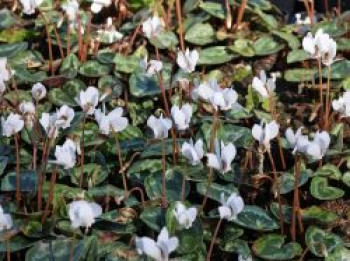 Herbst-Alpenveilchen &#8218;Amaze Me White&#8216;, Cyclamen hederifolium &#8218;Amaze Me White&#8216;, Topfware