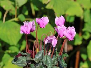 Herbst-Alpenveilchen &#8218;Ivy Ice Light Rose&#8216;, Cyclamen hederifolium &#8218;Ivy Ice Light Rose&#8216;, Topfware