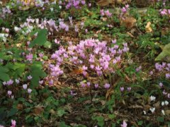 Herbst-Alpenveilchen, Cyclamen hederifolium, Topfware