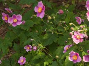 Herbst-Anemone 'Bowles Purple', Anemone hupehensis 'Bowles Purple', Topfware