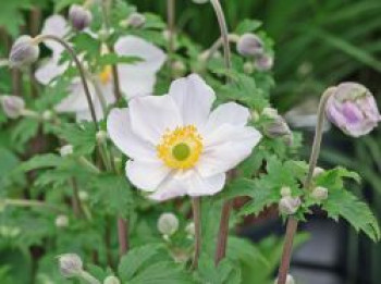 Herbst-Anemone 'Elfin Swan', Anemone hupehensis 'Elfin Swan', Topfware