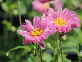 Herbst-Anemone &#8218;Fantasy Pocahontas&#8216; ®, Anemone hupehensis &#8218;Fantasy Pocahontas&#8216; ®, Topfware