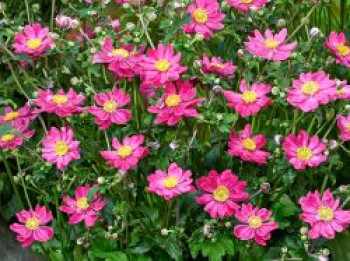 Herbst-Anemone Fantasy-Serie 'Aurora', Anemone hupehensis Fantasy-Serie 'Aurora', Topfware